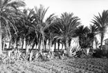 Oasis du Hammam