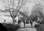 Serre et allée des Muriers