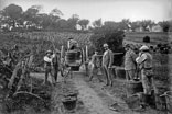 Vendanges aux carrés. Georges et René Ancely