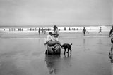 Grande Plage Chien et sauveteur