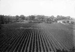 Vendanges au Touch