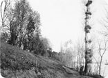 Allée du Bord de Garonne en-dessous du Mont