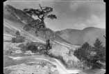 Vieil arbre sur la route du lac de Gaube