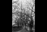 Forêt d'arbres en hiver